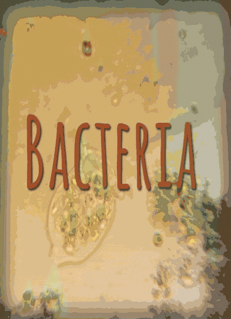 Bacteria